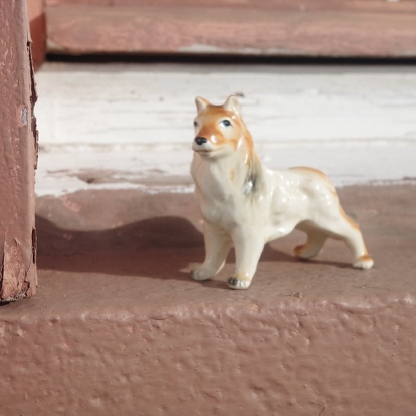 きりっとハンサム犬さん