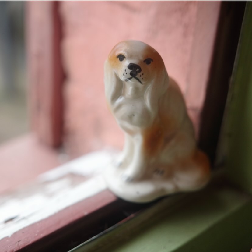 すてきな毛並みでしょ犬さん