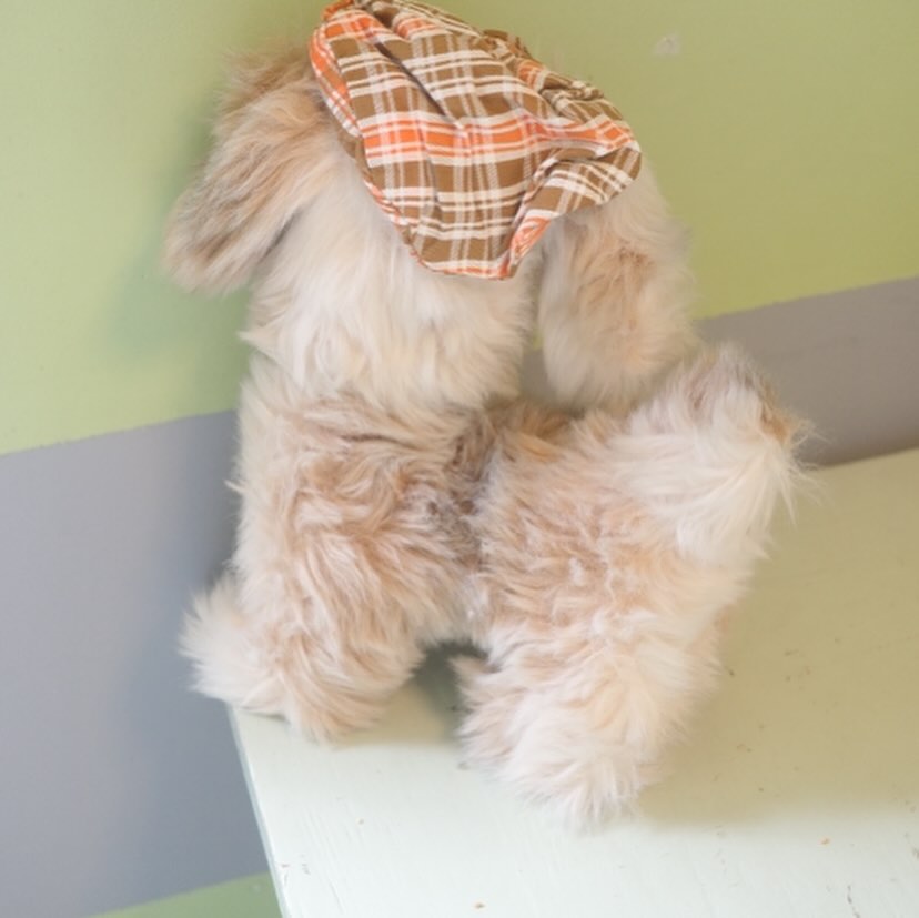 探偵犬現る！